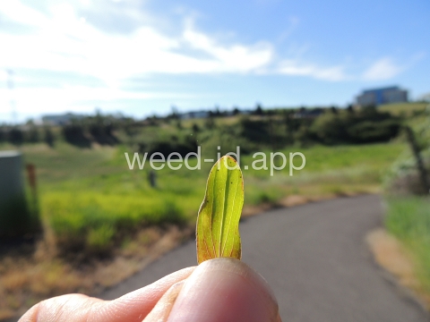 St. Johnswort, common